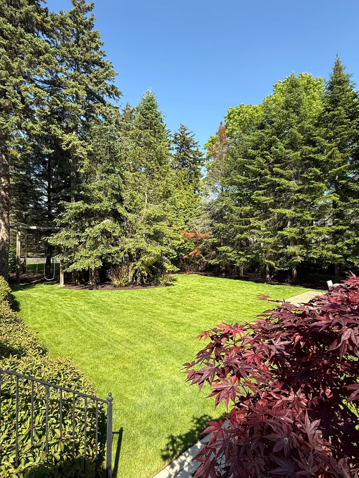 Backyard lawn and trees