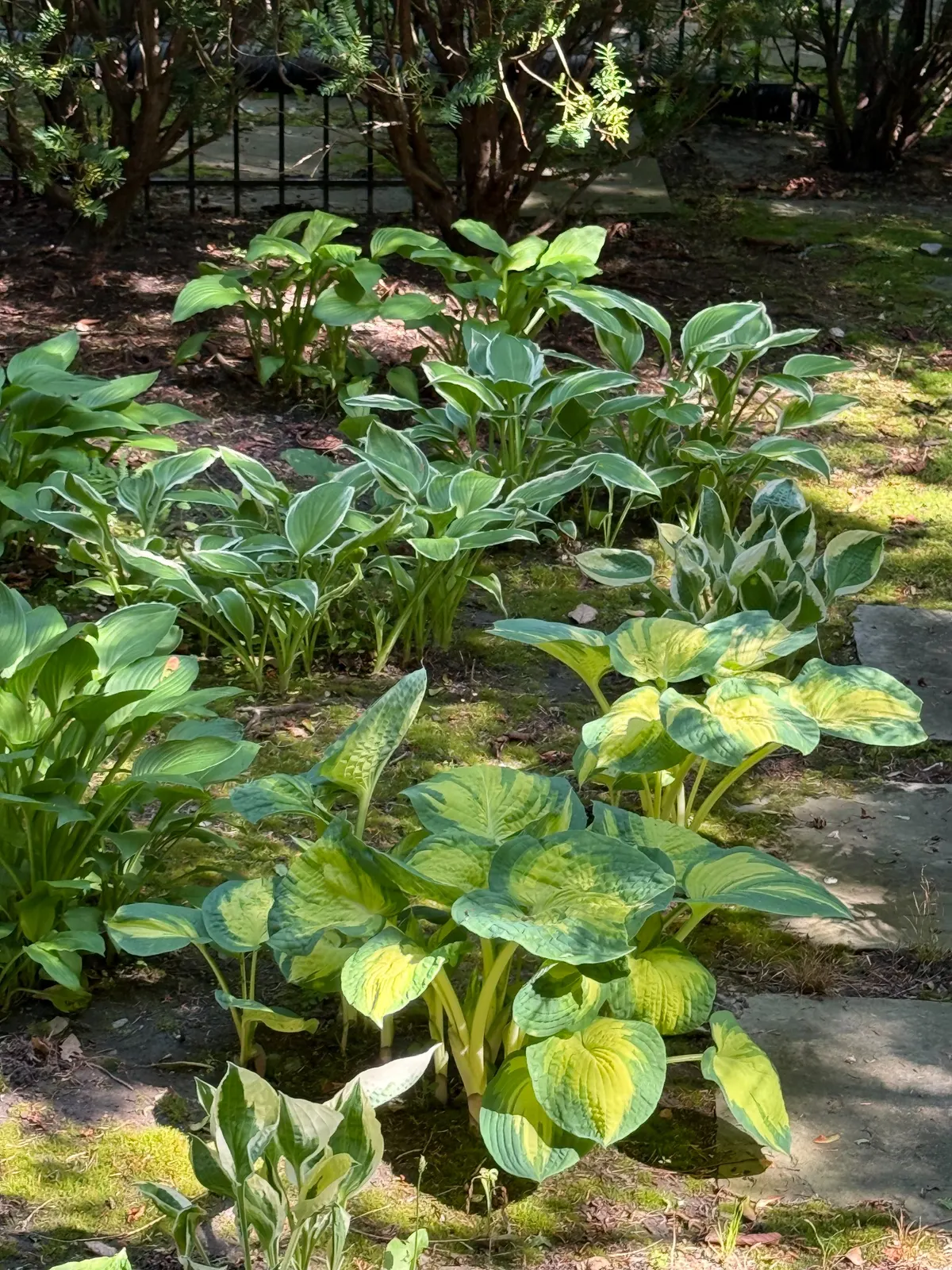 Shade garden and hosta planting detail